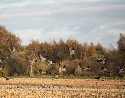 Feld mit Kranichen
