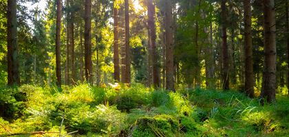 grüner Wald, mit moosbedecktem Boden