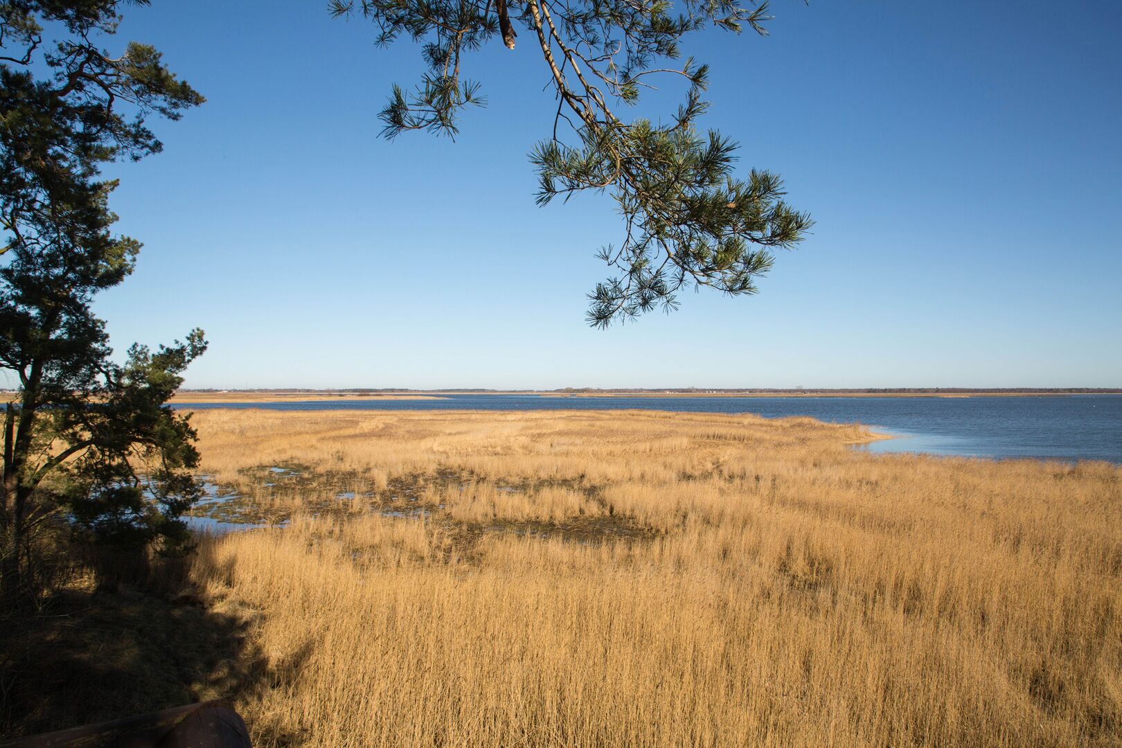 Blick über den Schilfgürtel am Barther Bodden. Dahinter der weite Bodden und blauer Himmel. Über dir hängt ein Kiefernzweig
