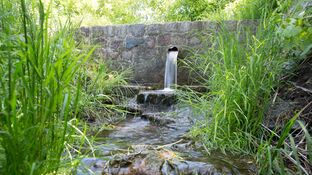 aus einem historisch gemauerten Vorsprung kommt ein Rohr mit Quellwasser, dass in einen Bach übergeht zwischen günem Gras
