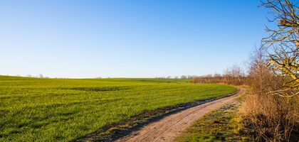 schlängelnder Feldweg, links grünes Feld, rechts Knick aus Büschen und kleinen Bäumen