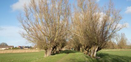 kleine Weidenallee zwischen zwei Feldern, im Hintergrund einpaar Häuser und Schilf