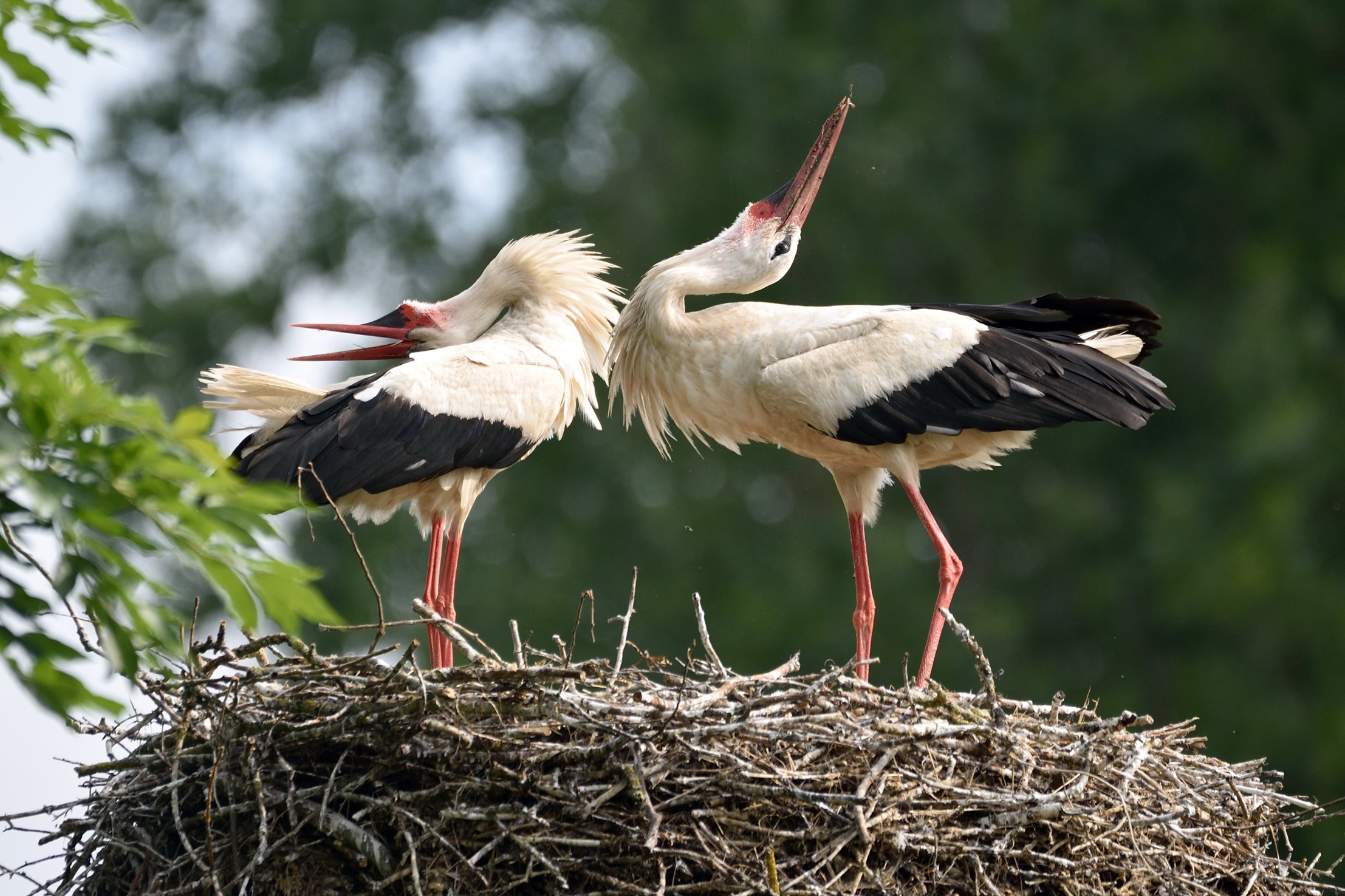 Klappern, Kreisen, Küken - Storchensafari