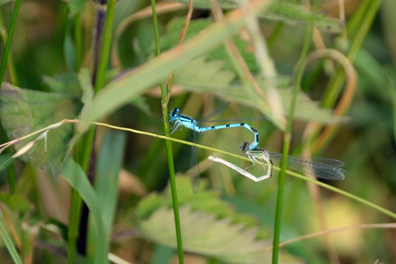 „Schaurig und wertvoll - Entdeckungstour durch die Moor- und Insektenwelten“