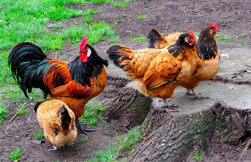 Ostern mit der Familie im Freilichtmuseum Klockenhagen