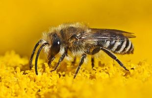Wildbienen - ein Bildervortrag
