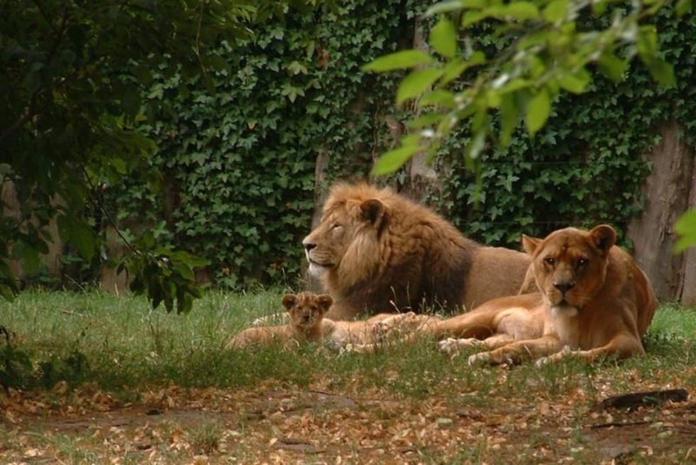 Löwen im Zoo Stralsund